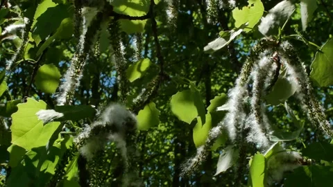 Poplar tree branches with seeds Stock Footage 196859376