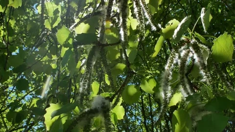 Poplar tree branches with seeds Stock-Footage 196859406