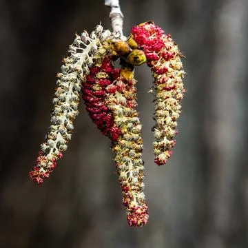 Poplar tree catkins in the springtime Stock Photos