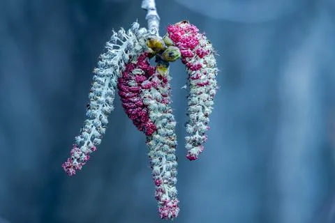 Poplar tree catkins in the springtime Stock Photos