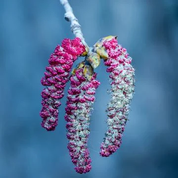 Poplar tree catkins in the springtime Stock Photos
