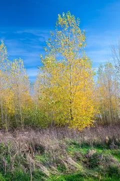 Poplar tree in fall colors Stock Photos