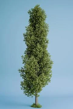 Poplar tree isolated on blue background 스톡 일러스트