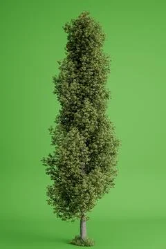 Poplar tree isolated on green background Stock Illustration