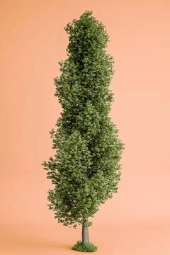 Poplar tree isolated on orange background Stock Illustration