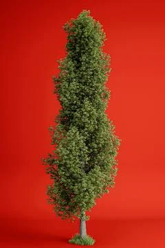 Poplar tree isolated on red background Stock Illustration