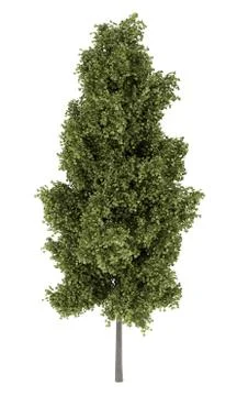 Poplar tree isolated on white background Stock-Illustration