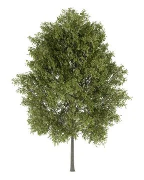 Poplar tree isolated on white background Stock Illustration