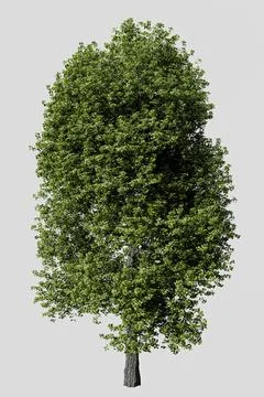 Poplar tree isolated on white background Stock Illustration