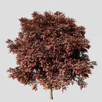 Poplar tree isolated on white background Stock Illustration