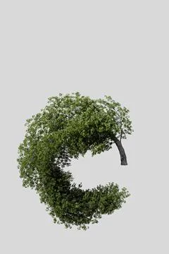 Poplar tree isolated on white background Stock Illustration