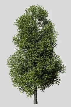 Poplar tree isolated on white background Ilustración de archivo