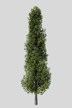 Poplar tree isolated on white background イラスト素材