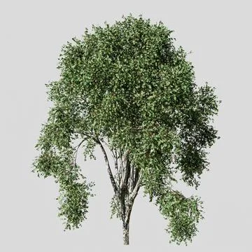 Poplar tree isolated on white background Stock Illustration