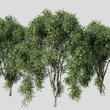 Poplar tree isolated on white background Stock Illustration