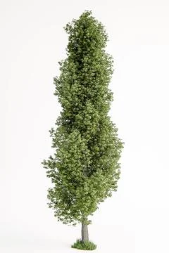 Poplar tree isolated on white background Stock Illustration