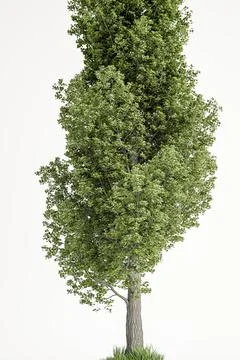 Poplar tree isolated on white background イラスト素材