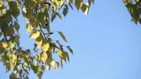Poplar tree leaves over sky Stock Footage 103486933