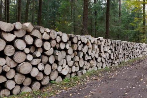 Poplar tree logs stacked lying one by one Foto stock