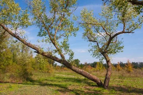 Poplar tree on meadow Stock Photos