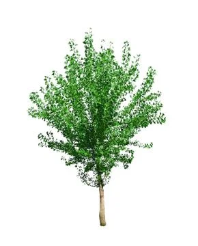 Poplar tree Stock Photos