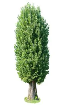 Poplar tree Stock-Fotos