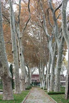 Poplar tree Stock Photos