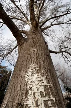 Poplar tree Stock Photos