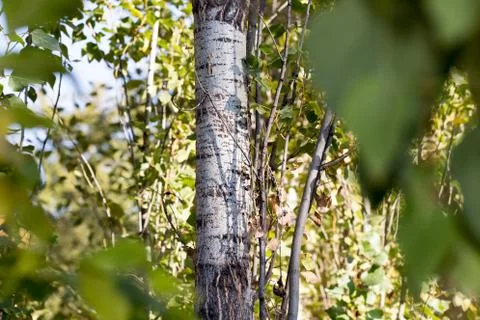 Poplar tree Stock Photos