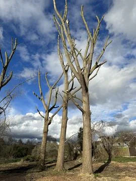 Poplar tree Stock Photos
