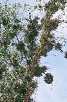 Poplar tree (Populus) with extensive mistletoe (Viscum album) overgrowth Stock Photos