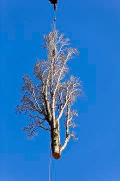 Poplar tree removal Foto stock