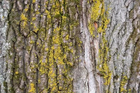 Poplar Tree Rind Covered by Lichen as Natural Background Stock Photos