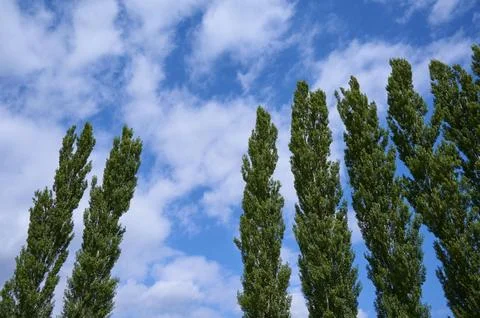 Poplar Tree row Sky Clouds Ossiach Lake Ossiach Carinthia Austria Europe Foto stock