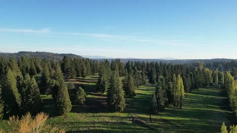 Poplar Tree Rows with Distant Mountain, Aerial View Stockbeeldmateriaal 348336974