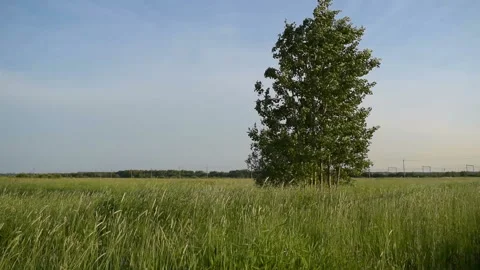 Poplar tree stands alone in a green field Stock Footage 133263283