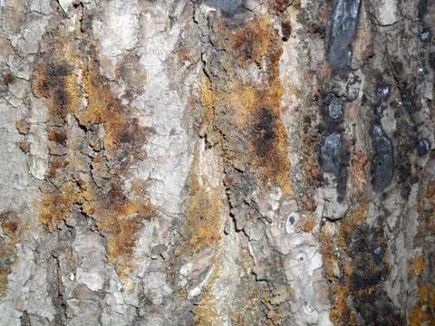 Poplar tree texture with brown bark vertically Stock Photos