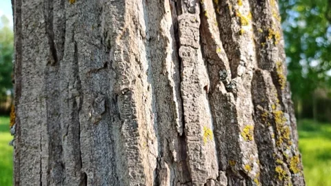 Poplar tree trunk and bark closeup shot Stock-Footage 310310298