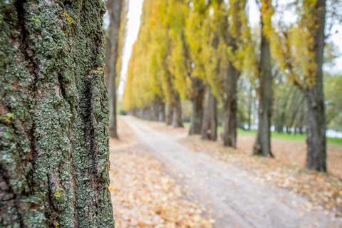 Poplar tree trunk on the background of trail in the park Stock-Fotos