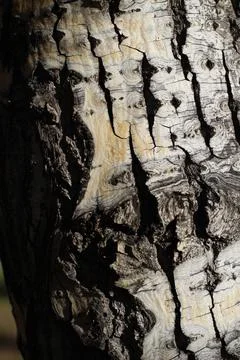 Poplar tree trunk bark close-up autumn foliage yellow leaves in September Stock Photos
