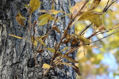 Poplar tree trunk bark close-up autumn foliage yellow leaves in September Stock-Fotos