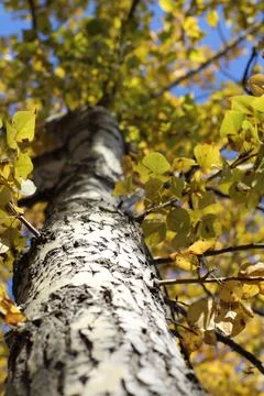 Poplar tree trunk bark close-up autumn foliage yellow leaves in September Stock Photos