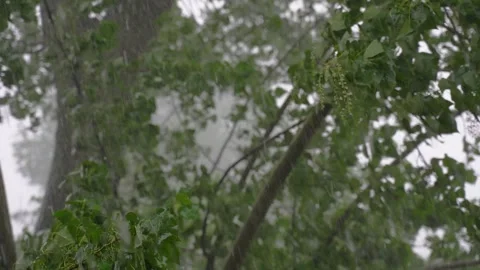 Poplar tree under heavy rain with hail. Slow motion 库存影片 246452384