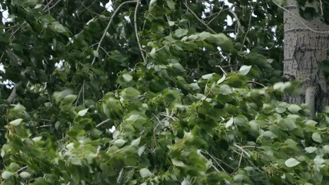 Poplar tree in windy summer day 스톡 동영상 141120455