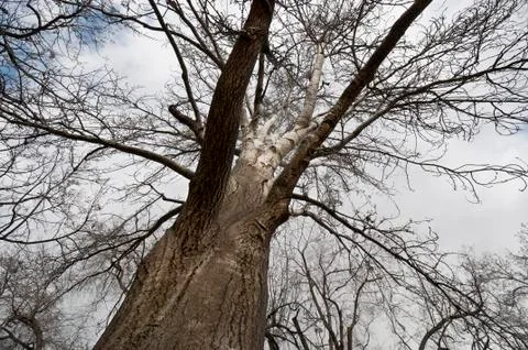 Poplar tree in winter. Stock Photos