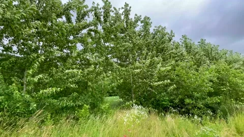 Poplar trees, 3 year old organic - 4K Stockbeeldmateriaal 200825739