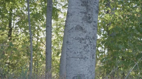 Poplar trees and forest tripod shot early fall golden hour 库存影片 294469103