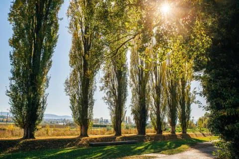 Poplar trees during fall Foto stock