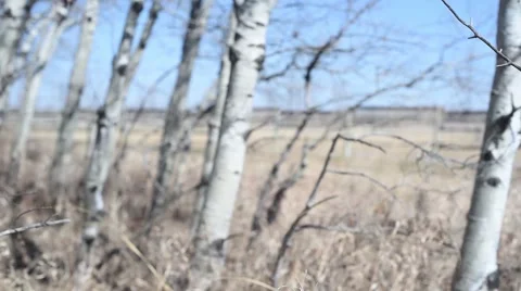 Poplar trees early spring (slide right) Vidéo 50222878