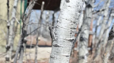 Poplar trees early spring (slide right) Video stock 50223090